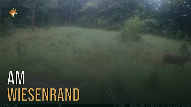 Vorschaubild: Rothirsch im Wald – Wildkamera-Clip 33