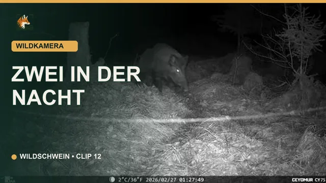Vorschaubild: Zwei Wildschweine bei Nacht