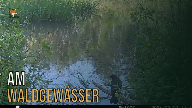 Vorschaubild: Wasseramsel an einem kleinen Waldgewässer