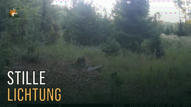 Vorschaubild: Rothirsch im Wald – Wildkamera-Clip 30