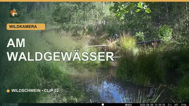 Vorschaubild: Wildschwein am Waldgewässer bei Tageslicht