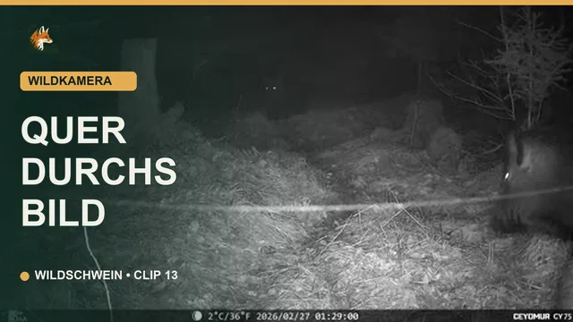 Vorschaubild: Wildschwein läuft quer durchs Bild