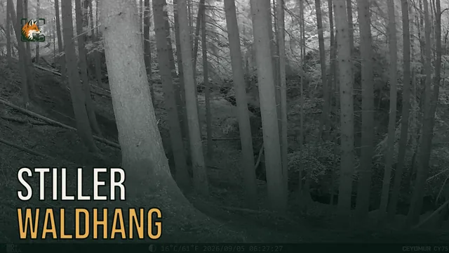 Vorschaubild: Rothirsch im Wald – Wildkamera-Clip 14