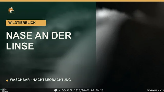 Vorschaubild: Waschbär berührt nachts die Wildkamera