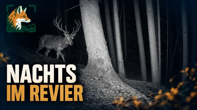 Vorschaubild: Rothirsch im Wald – Wildkamera-Clip 09