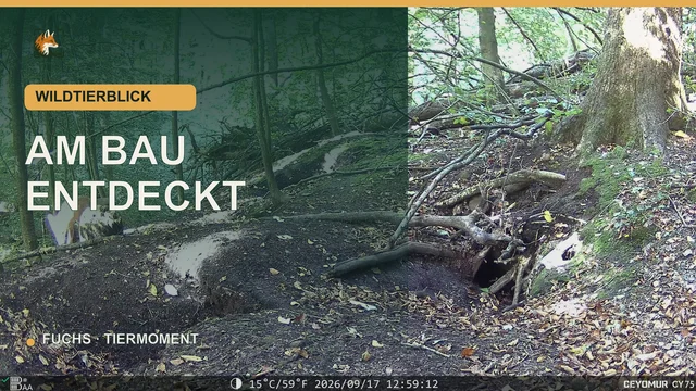 Vorschaubild: Fuchs erkundet tagsüber einen Bau