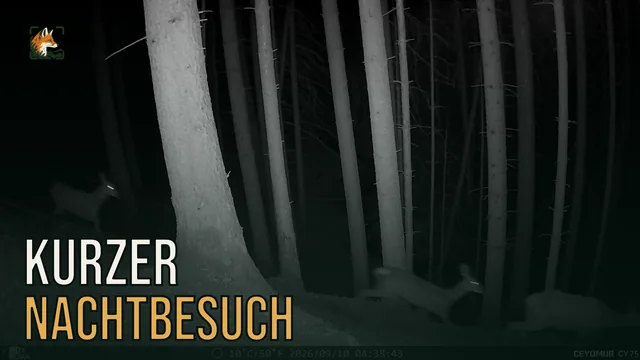 Vorschaubild: Rothirsch im Wald – Wildkamera-Clip 26