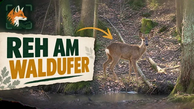 Vorschaubild: Reh am Waldufer
