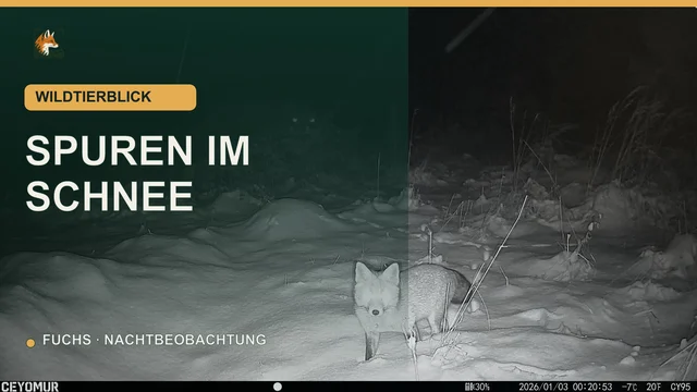 Vorschaubild: Fuchs durchquert nachts eine Schneefläche