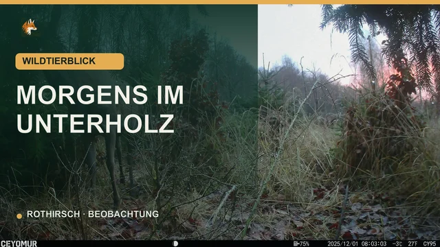 Vorschaubild: Rothirschkuh steht frühmorgens im Unterholz