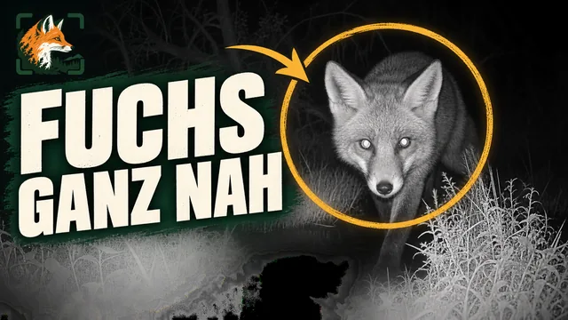 Vorschaubild: Fuchs dicht vor der Wildkamera bei Nacht