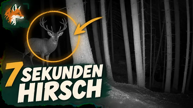 Vorschaubild: Rothirsch im Wald – Wildkamera-Clip 05