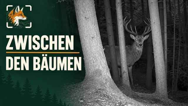 Vorschaubild: Rothirsch im Wald – Wildkamera-Clip 10