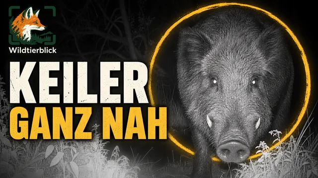 Vorschaubild: Wildschwein dicht vor der Wildkamera