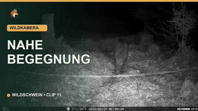 Vorschaubild: Wildschwein dicht vor der Wildkamera bei Nacht