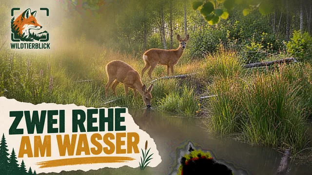 Vorschaubild: Zwei Rehe an einem Waldgewässer