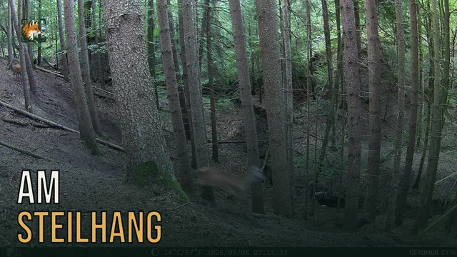 Vorschaubild: Rothirsch im Wald – Wildkamera-Clip 18