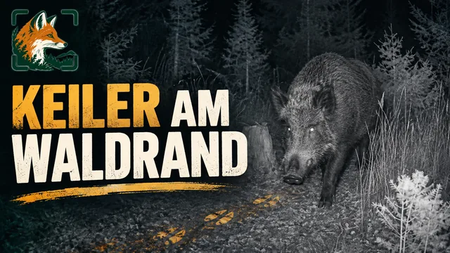 Vorschaubild: Wildschwein am Waldrand bei Nacht