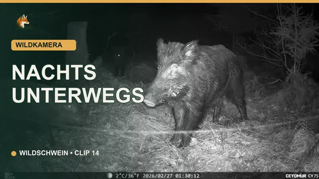 Vorschaubild: Wildschweine nachts unterwegs