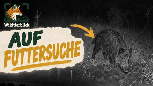Vorschaubild: Wildschwein sucht auf der Wiese nach Nahrung