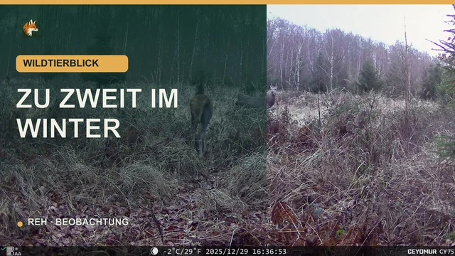 Vorschaubild: Zwei Rehe auf einer winterlichen Waldwiese