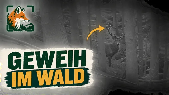 Vorschaubild: Rothirsch im Wald – Wildkamera-Clip 06
