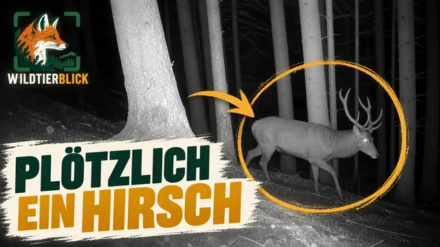 Vorschaubild: Rothirsch im Wald – Wildkamera-Clip 04