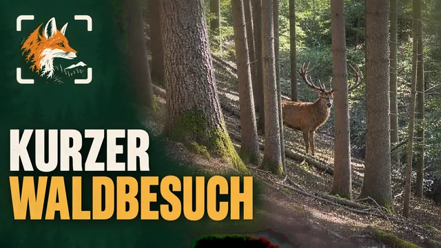 Vorschaubild: Rothirsch im Wald – Wildkamera-Clip 03