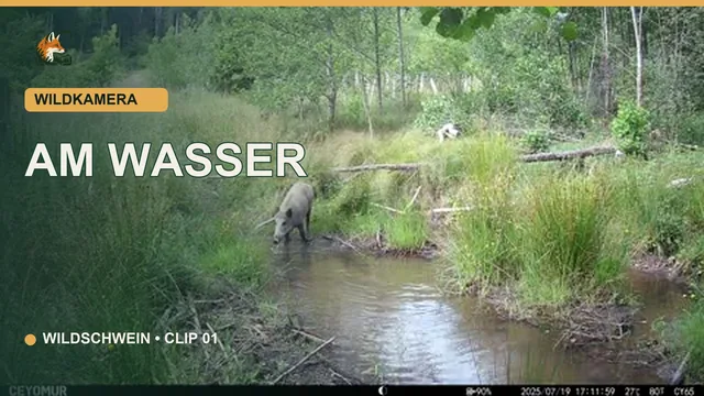 Vorschaubild: Wildschwein am Wasser bei Tageslicht