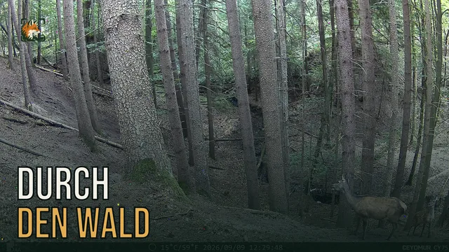 Vorschaubild: Rothirsch im Wald – Wildkamera-Clip 24